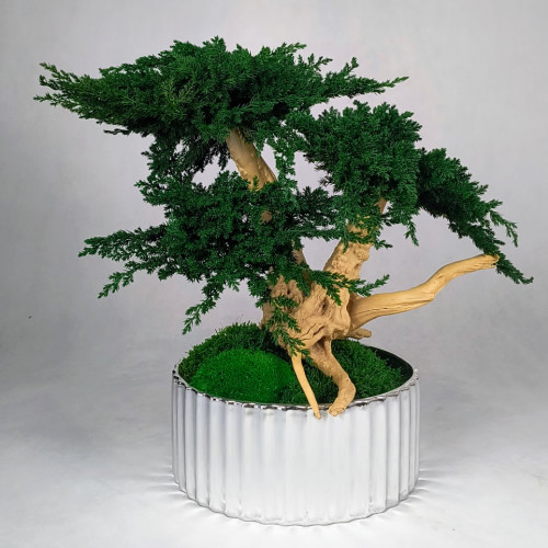 drzewko natura jałowiec rośliny stabilizowane kompozycje do wnętrz