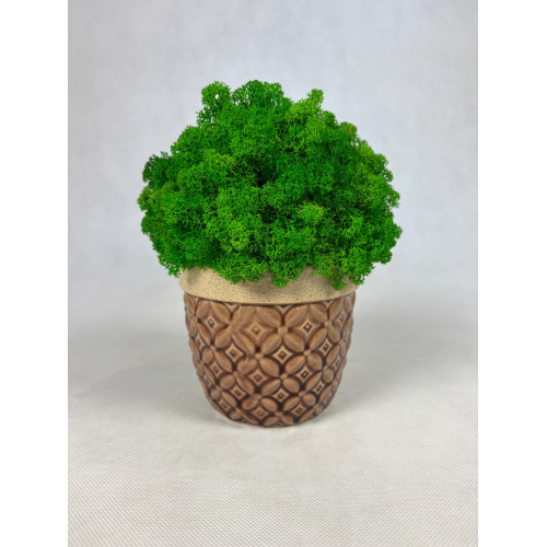 chrobotek brazowa donica naturalne dekoracje mech moss