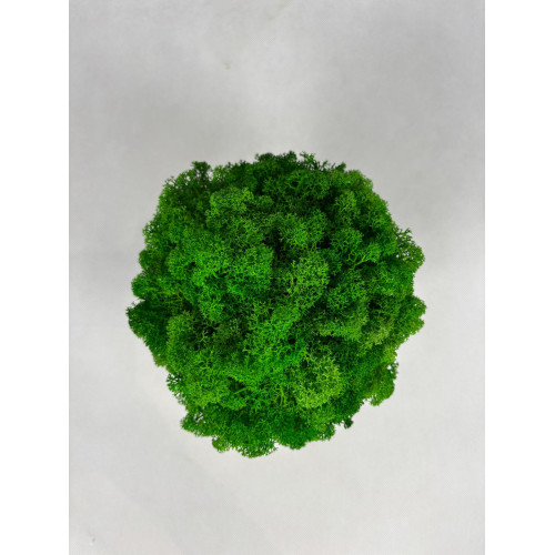 chrobotek brazowa donica naturalne dekoracje mech moss