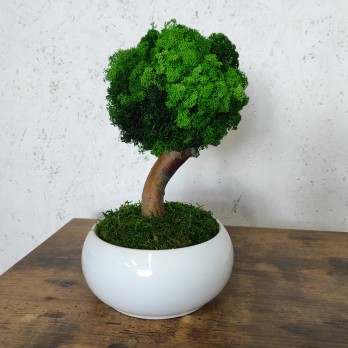mini chrobotek drzewko bonsai